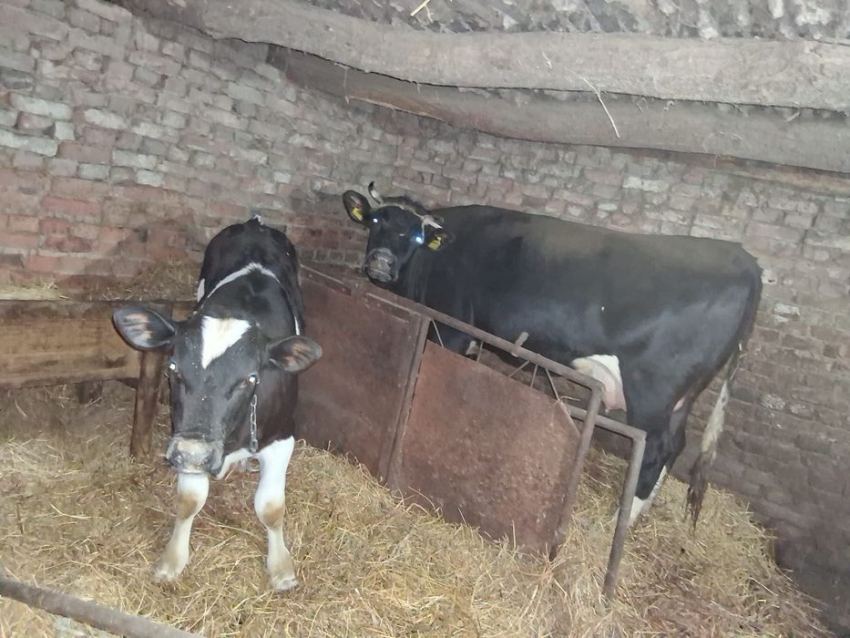 Vacă tânără de vânzare