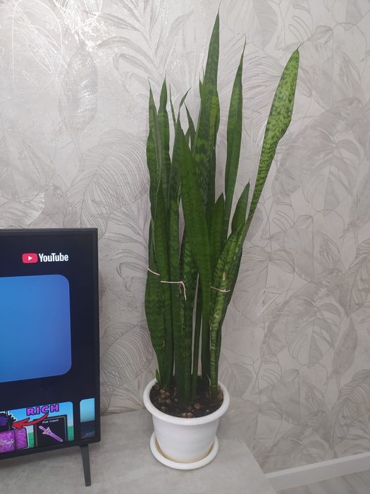 Цветы комнатные 2000 тг