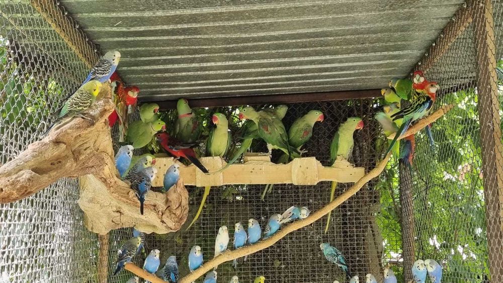 Продаются попугаи