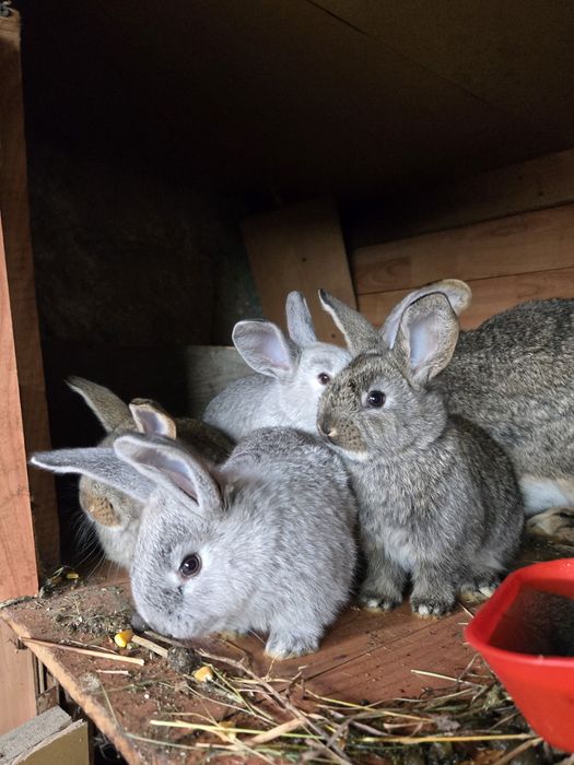 Vând Iepuri Urias German pentru Paște