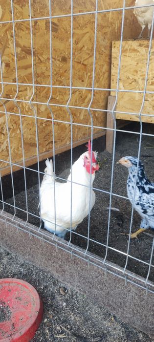 Găini, cocoși și pui
