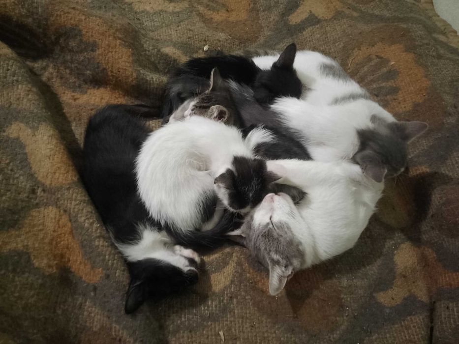 Подарявам котенца