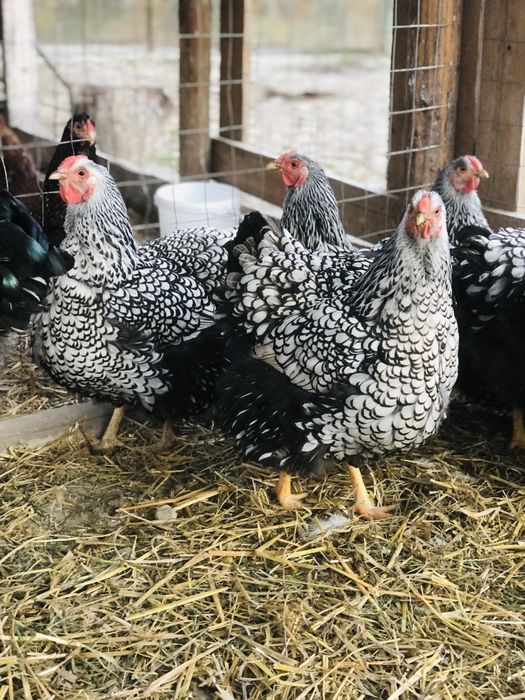 Wyandotte Argintiu talie mare