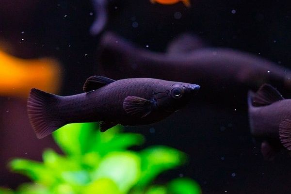 Аквариумные рыбки черного цвета фото и названия