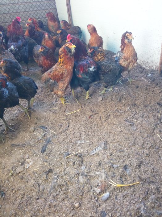 Oua de incubat - rasa Araucana