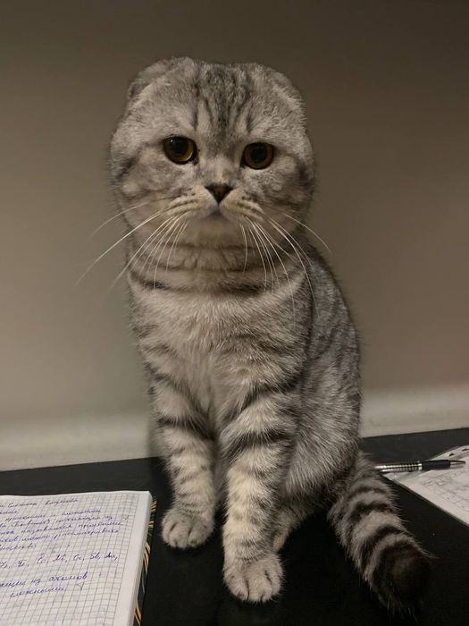 Шотландский вислоухий кот ищет любящий дом