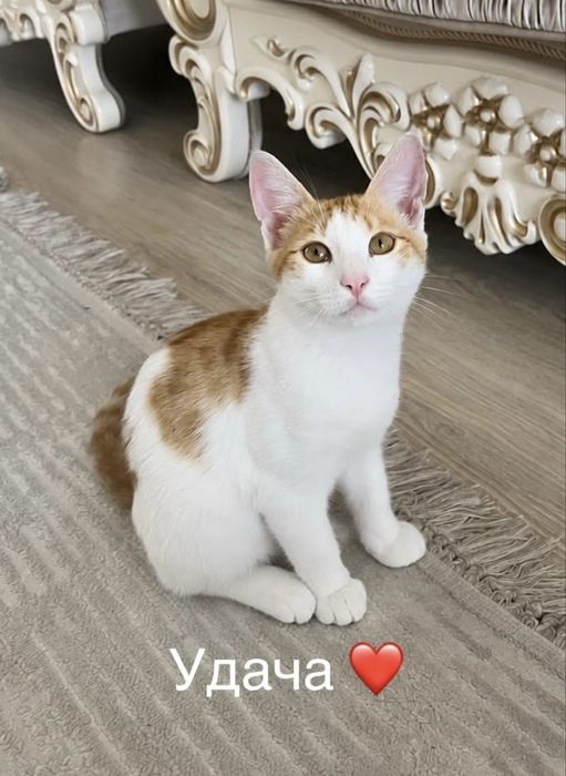 Отдам котят в добрые руки!
