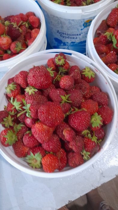 Рассада клубники