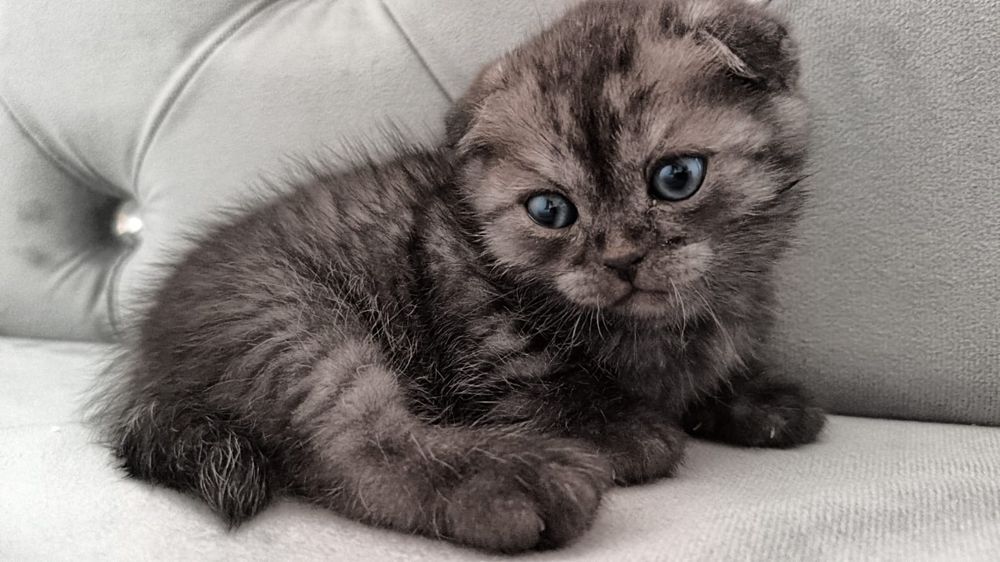 Продам котенка срочно