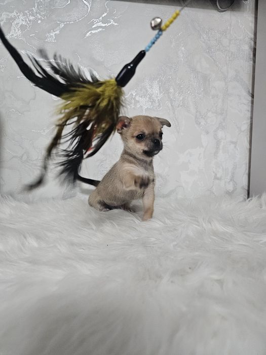 Чихуахуашки миники