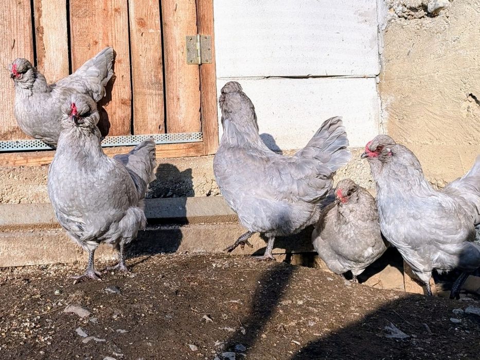 Ouă de incubat rasa Bielefelder / Cream Legbar / Araucana