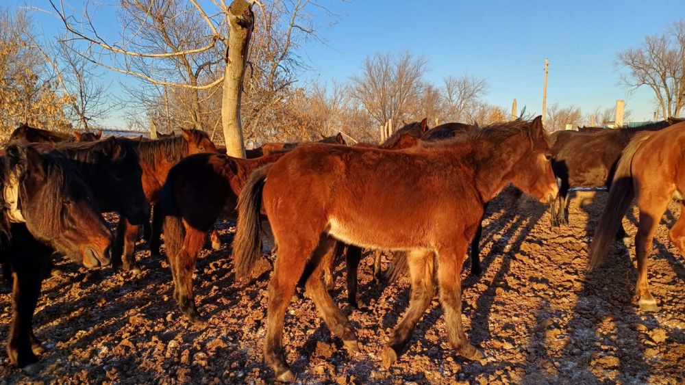 Жабағы сатылымда