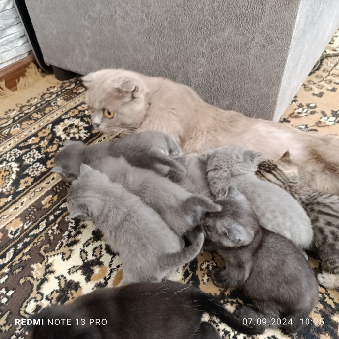 Милые котята готовы дарить тепло!!!