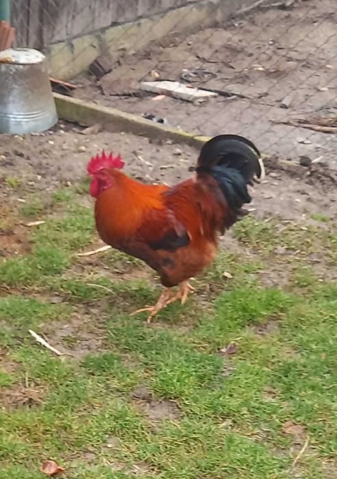 Rate mute,albe familie 2 ratoi si 3 rate