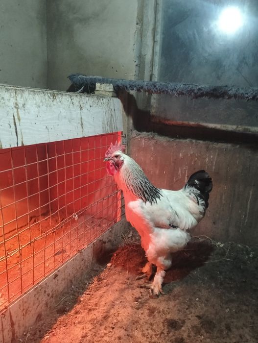 Әтеш сатылады Брама