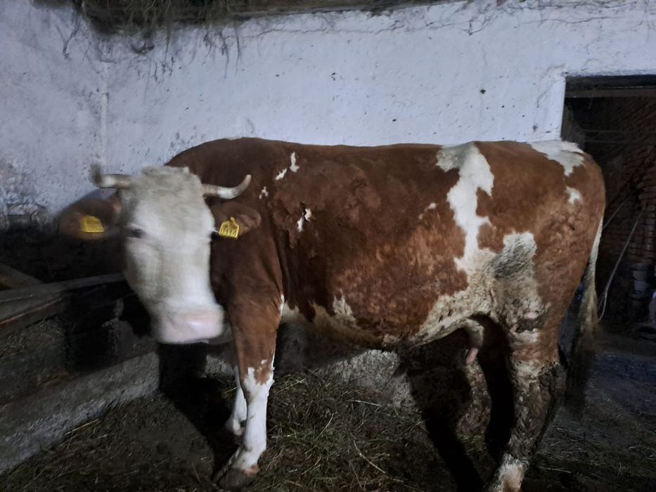 Vând 5 vaci cu lapte