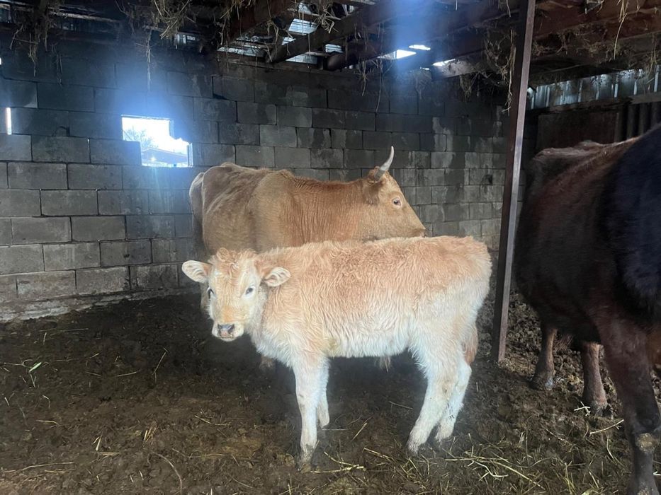 2 бас бұзаулы сиыр сатылады