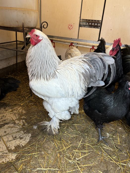 Cocos Brahma Herminat deschis Albastru