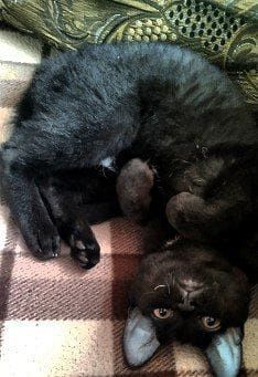 Продам котят в добрые руки