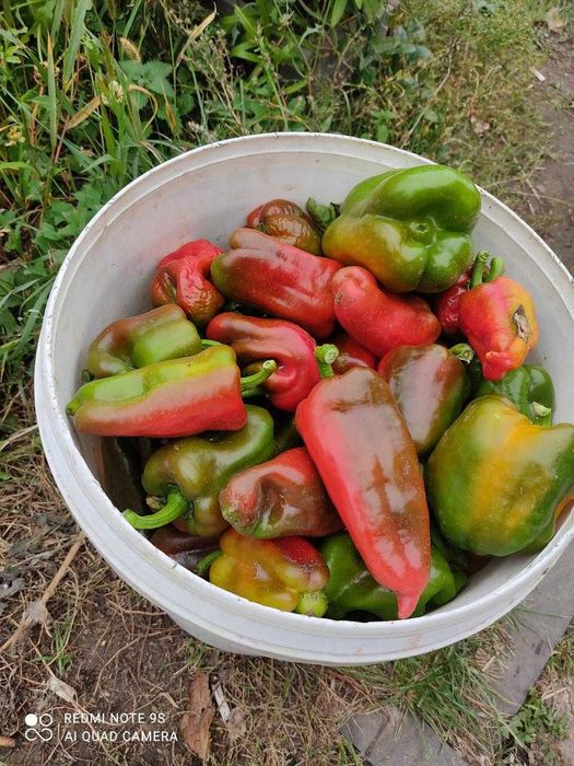 Продам дачу Подснежник2