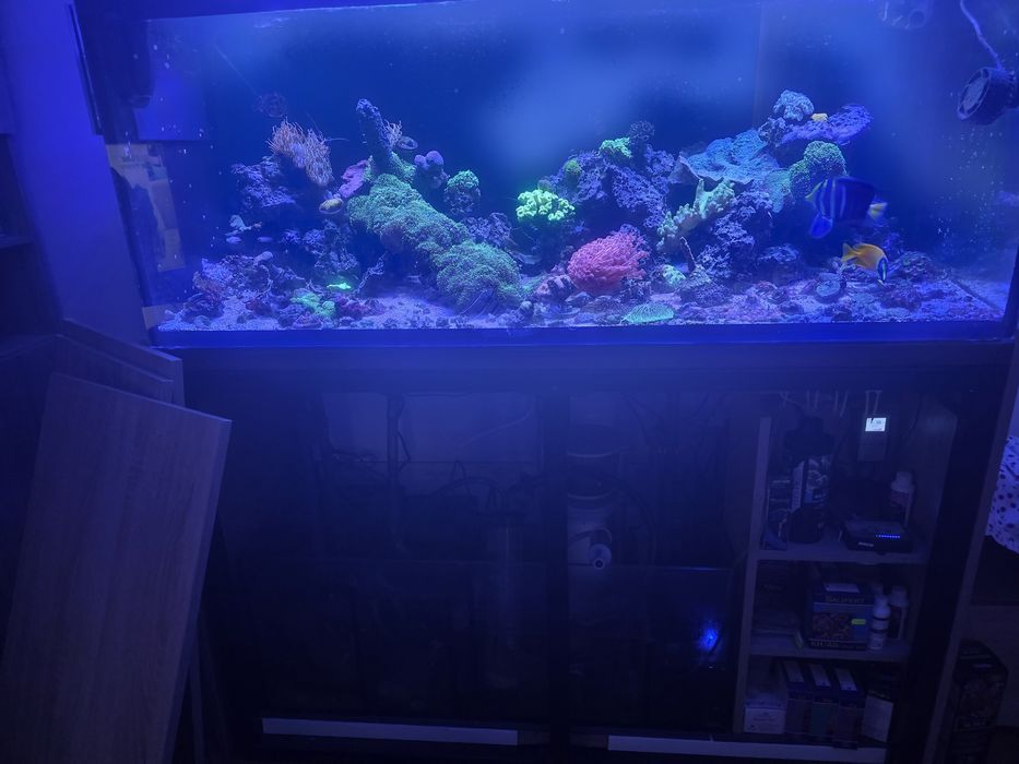 Acvariu marin complet