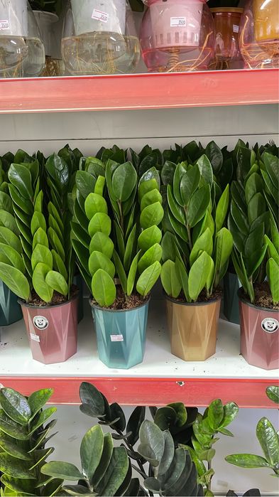 Долларовое дерево