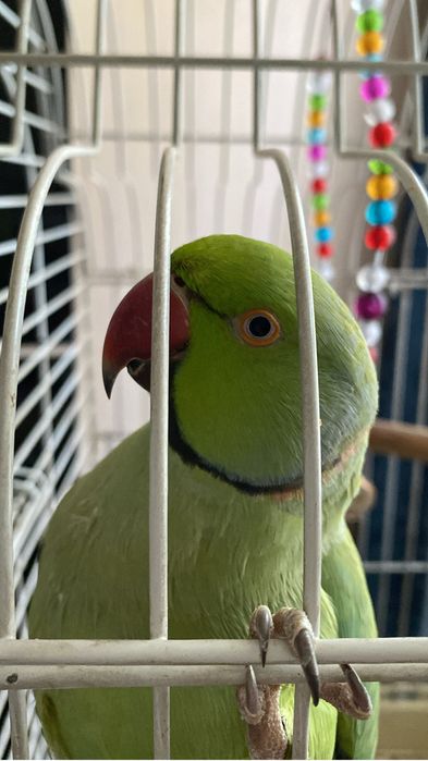 Продам ожерелового попугая
