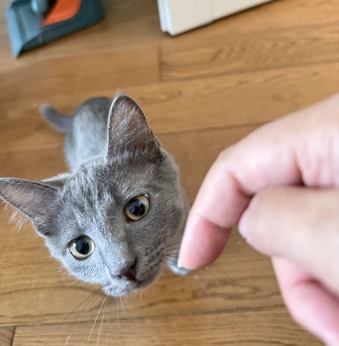 Котик 3 мес , мальчик абсолютно серый!