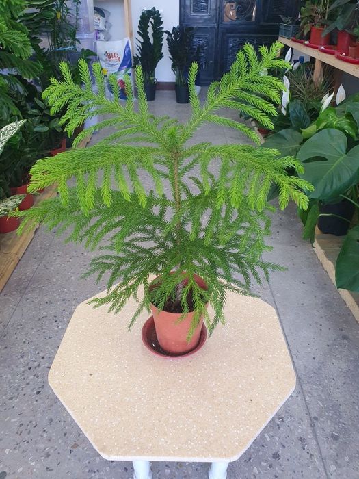 Araukariya араукария archa