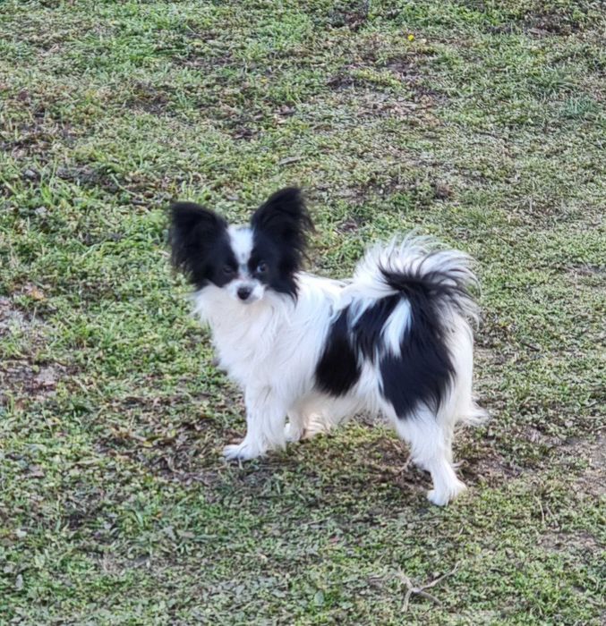 Папийони Бьлгария