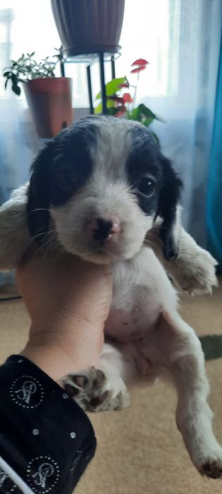 Щенки русский спаниель