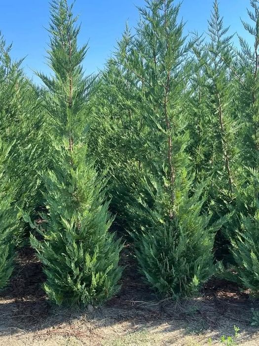 Plante ornamentale