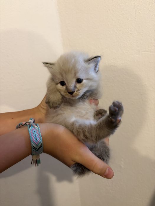 Отдам котят в добрые руки