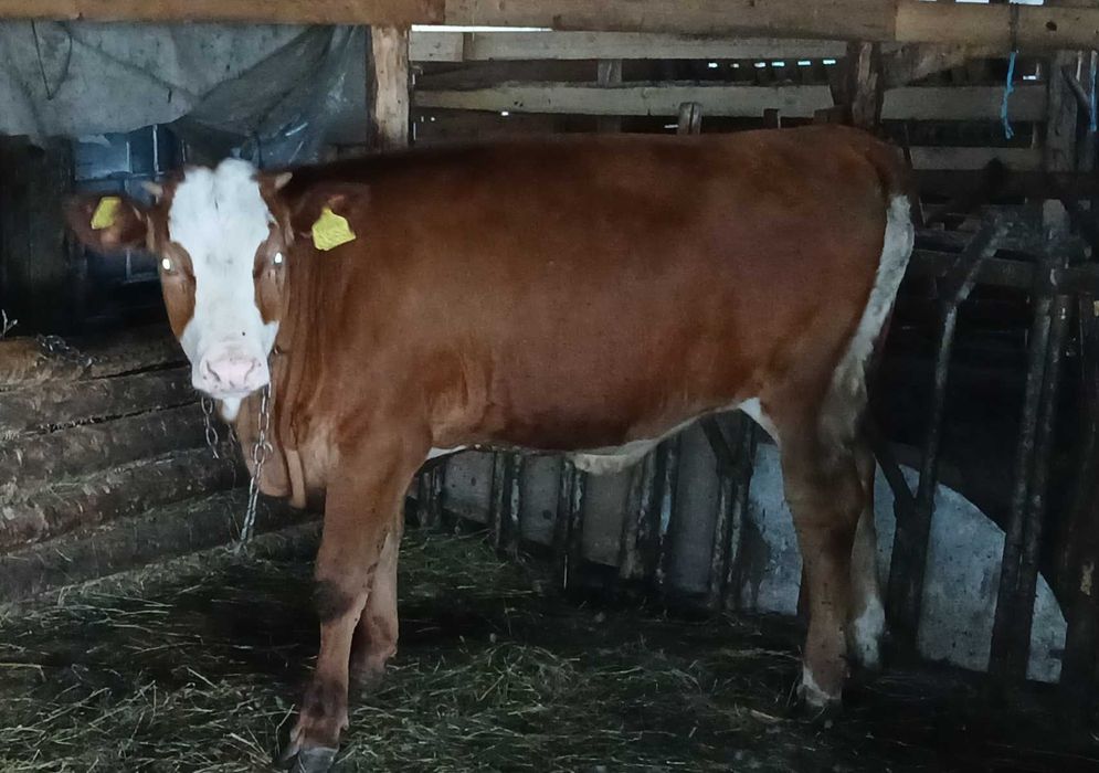 Vițea de vânzare de 7 luni din vacă bună de lapte