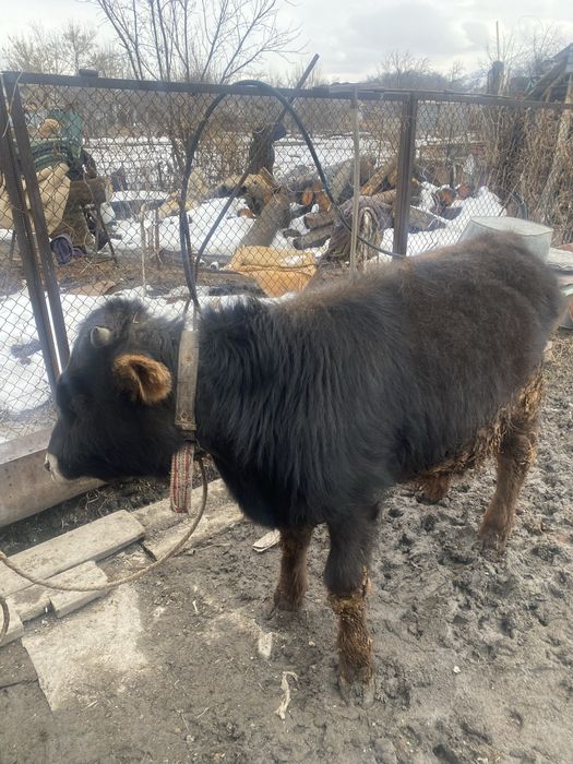 Продам быка и бычка