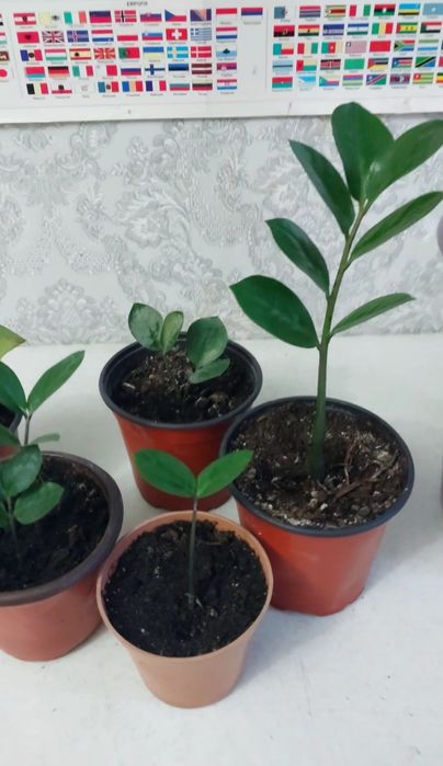 Долларовое дерево замиокулькас