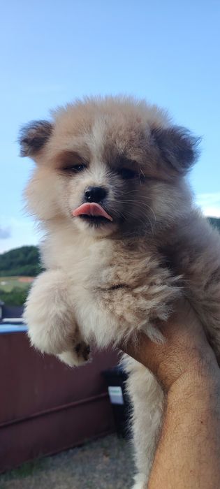 Disponibil Mascul Akita Inu Long Hair  cu pedigree