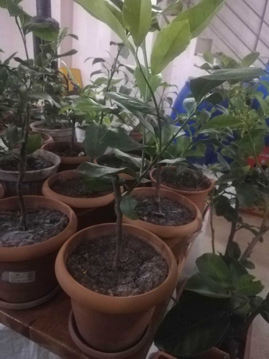 Лимони. Лимонови дръвчета - собствено производство