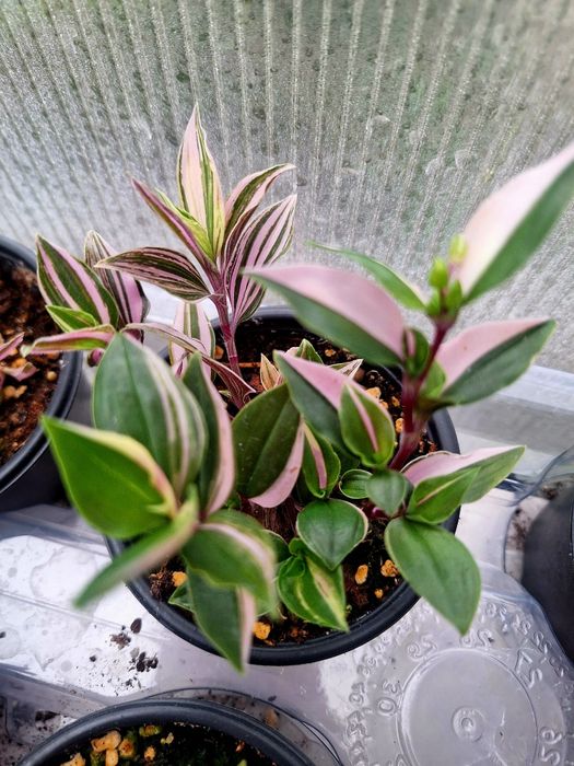 Plante de interior