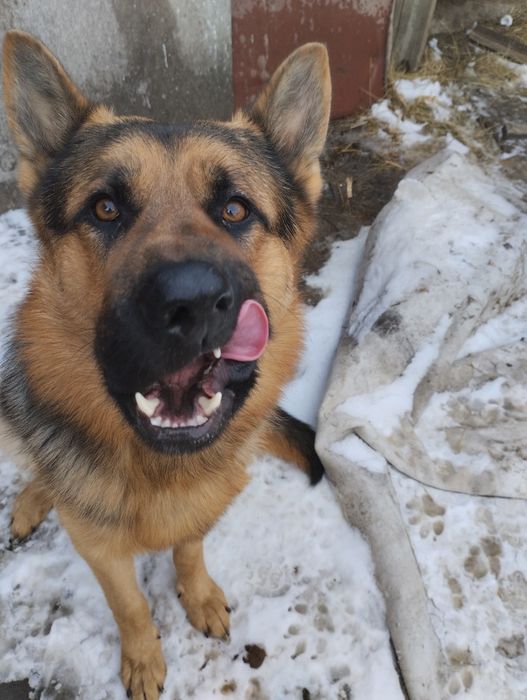 Животные вязка собак