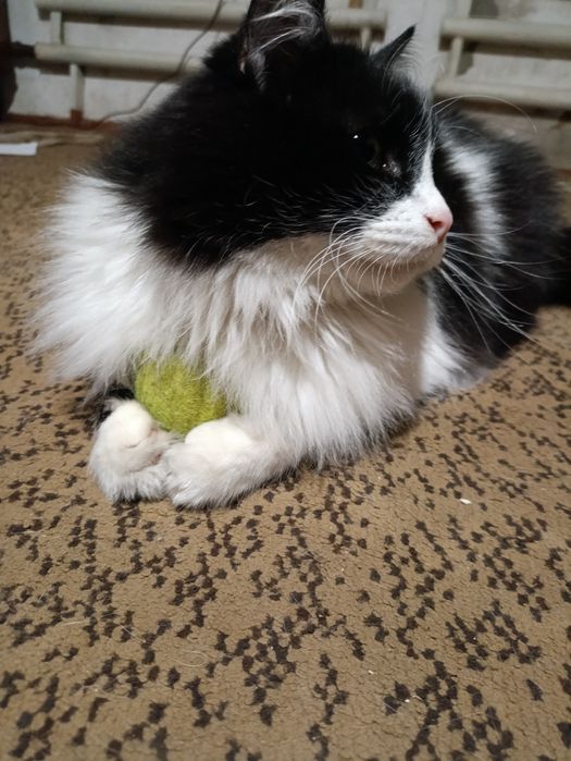 Крупный пушистый кот