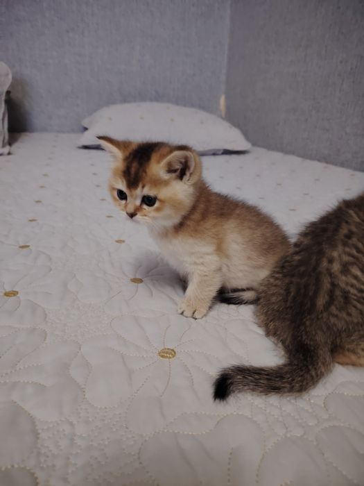 Котята британской шиншиллы