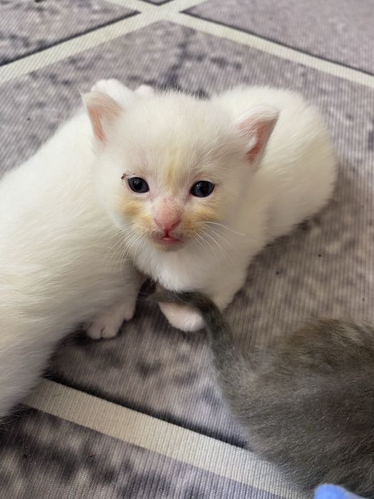 котенок бесплатно