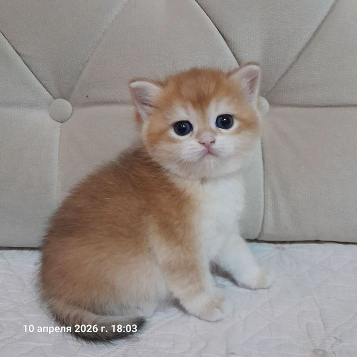 Девочка золотая шиншилла окрас NY12