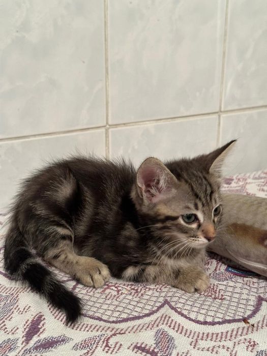 Отдам котёнка в добрые руки