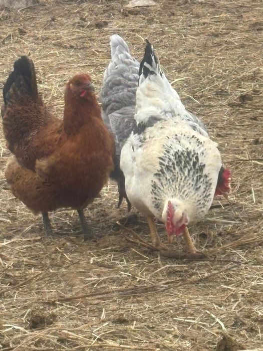 Продам инкубационные яйца