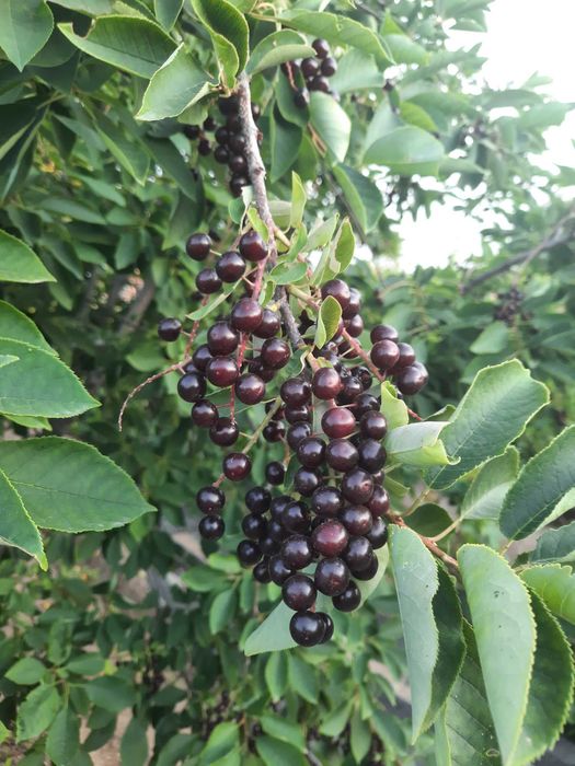 Продам дачу на 2-ой водоколонке