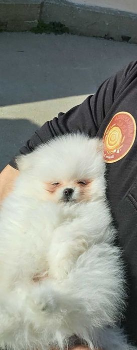 Мини померан мъжко