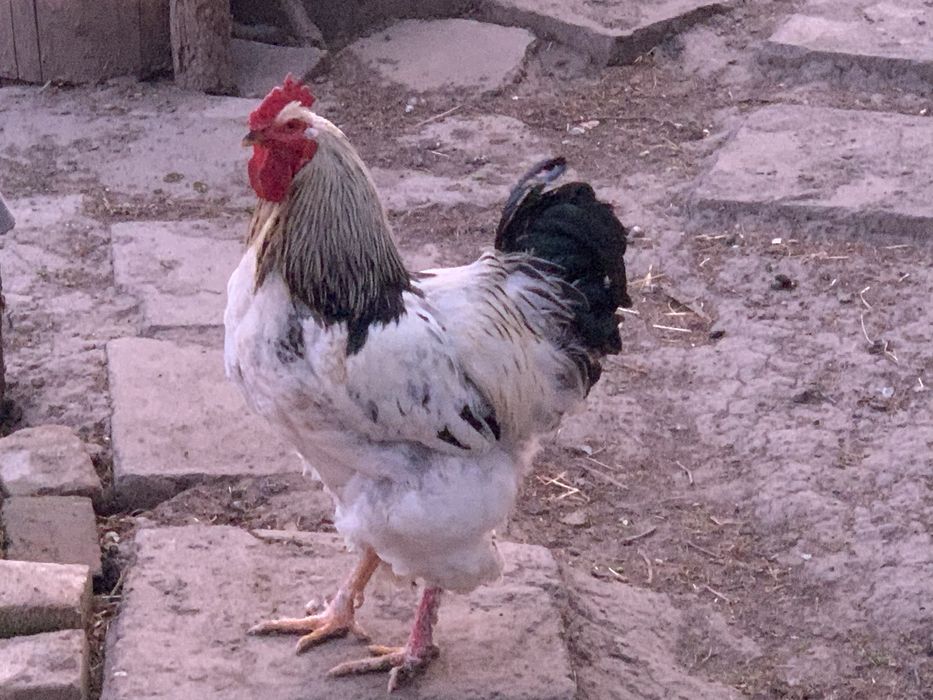 Vand Cocosi
