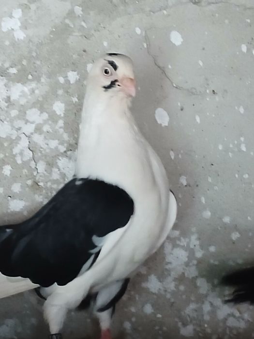 Porumbei gălățeni